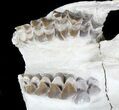Oreodont (Merycoidodon) Partial Skull - South Dakota #78128-2